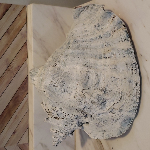 Vintage CONCH Shell - Picture 2 of 9